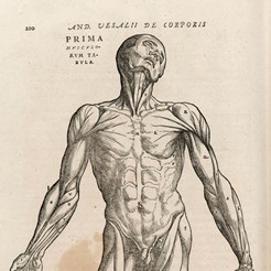 Image taken from our 1604 edition of Andreas Vesalius, Anatomia: De Humani Corporis Fabrica, RCSEd (1)