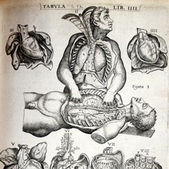 Image taken from Juan Valverde De Amusco, Vivae Imagines Partium Corporis Humani Aereis Formos Expressae (1579), RCSEd