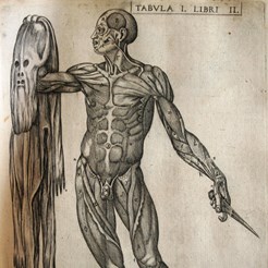 Image taken from Juan Valverde De Amusco, Vivae Imagines Partium Corporis Humani Aereis Formos Expressae (1579), RCSEd (1)