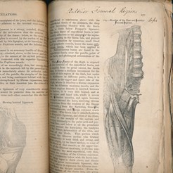 Muscles of the Interior Femeral Regions, Gray’s Anatomy Proof (1858), RCSEd