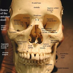 Model Showing Skull with Labels from University of Cincinnati