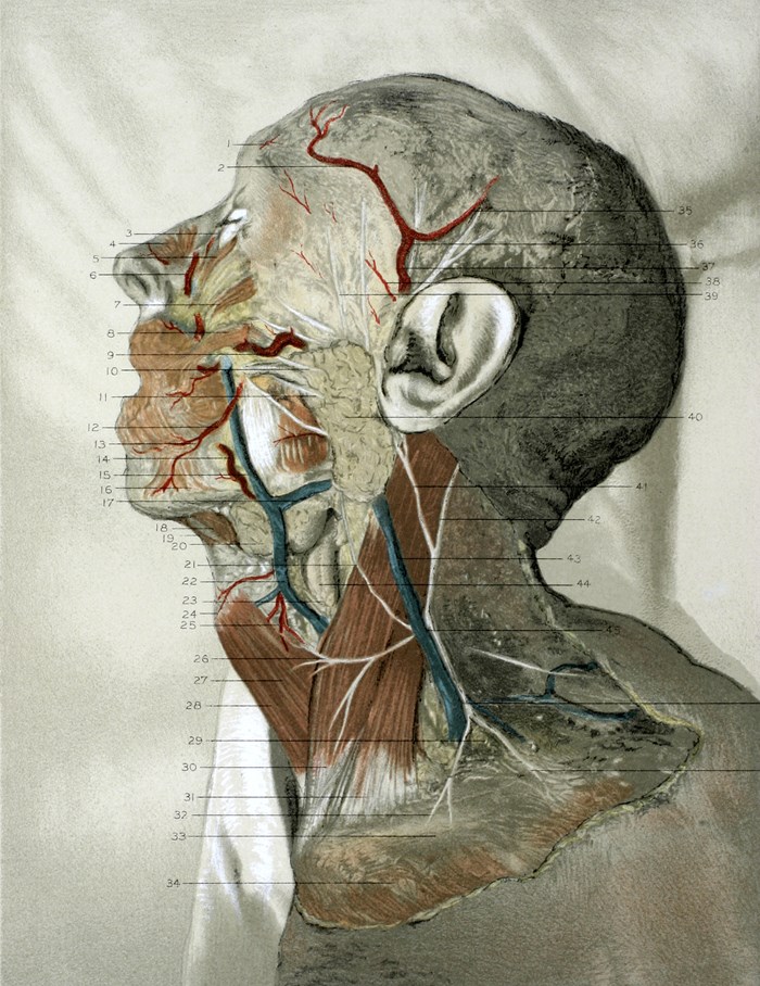 George McClellan's 1892 Regional anatomy