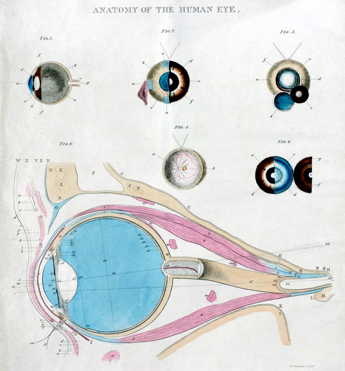 Alexander Watson Wemyss' 1828 Anatomy of the Human Eye